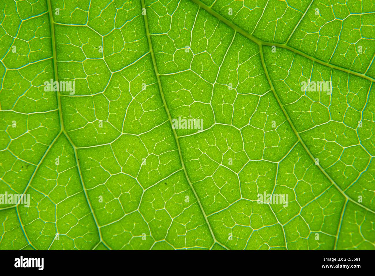Makroaufnahme der Venenstruktur des grünen Blattes Stockfoto