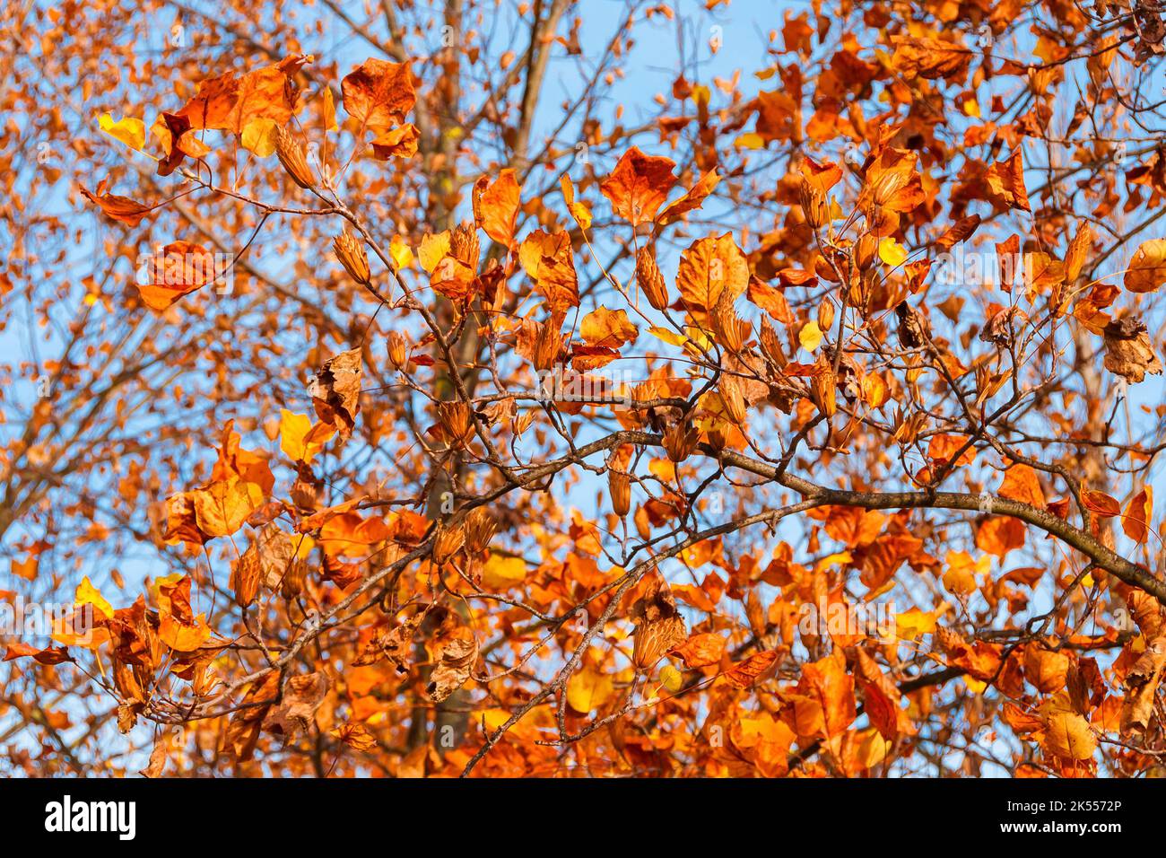 Herbstliche Laub- und Laubblätter von Liriodendron oder Tulpenbaum Stockfoto