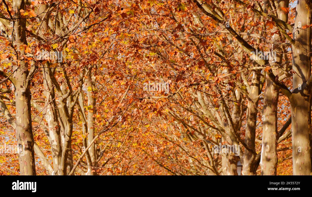 Herbstlicher und belaubter Hintergrund. Der Herbst kommt, die Platanenblätter werden von grün zu gelb und braun Stockfoto Herbstlicher und belaubter Hintergrund. Der Herbst kommt, die Platanenblätter werden von grün zu gelb und braun Stockfoto