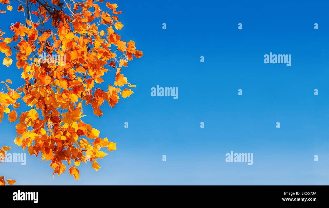 Herbstliche Blätter von Liriodendron oder Tulpenbaum und blauer Himmel (mit Kopierraum) Stockfoto