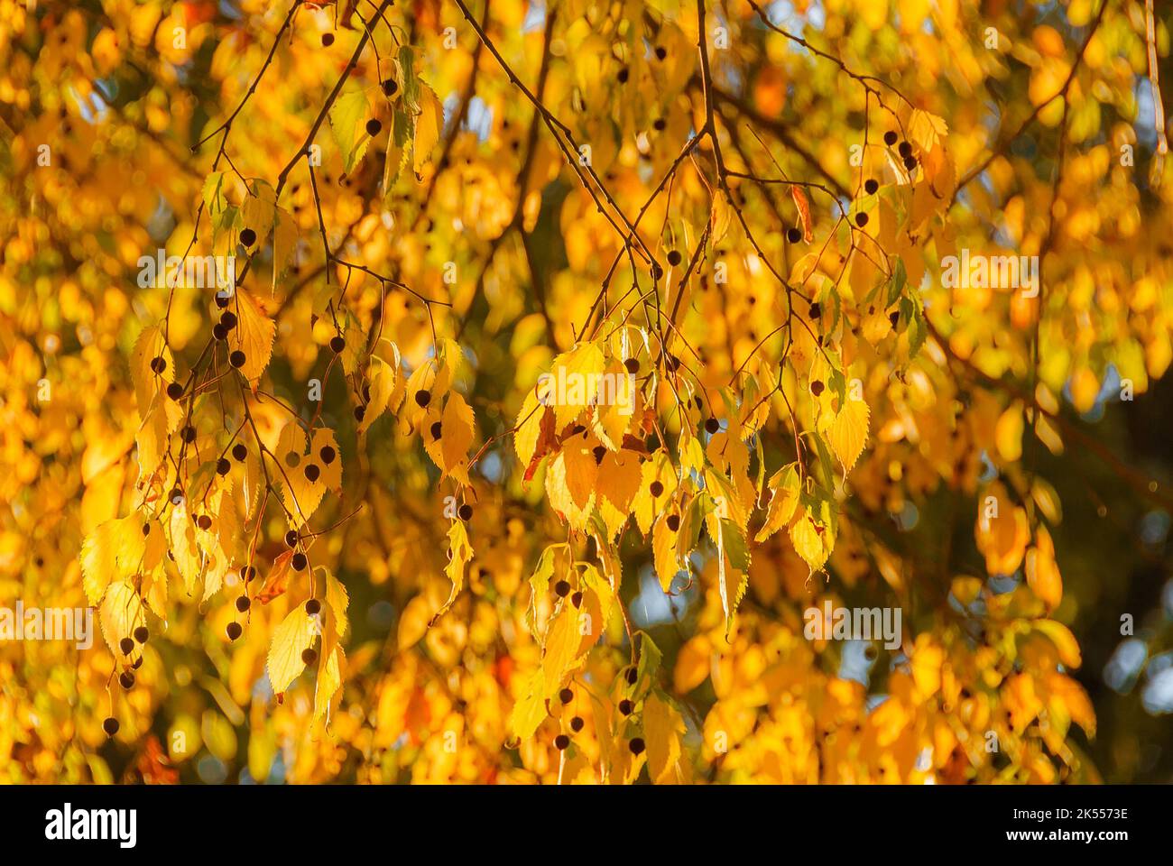 Herbstliche goldene Blätter und Laub als Hintergrund Stockfoto