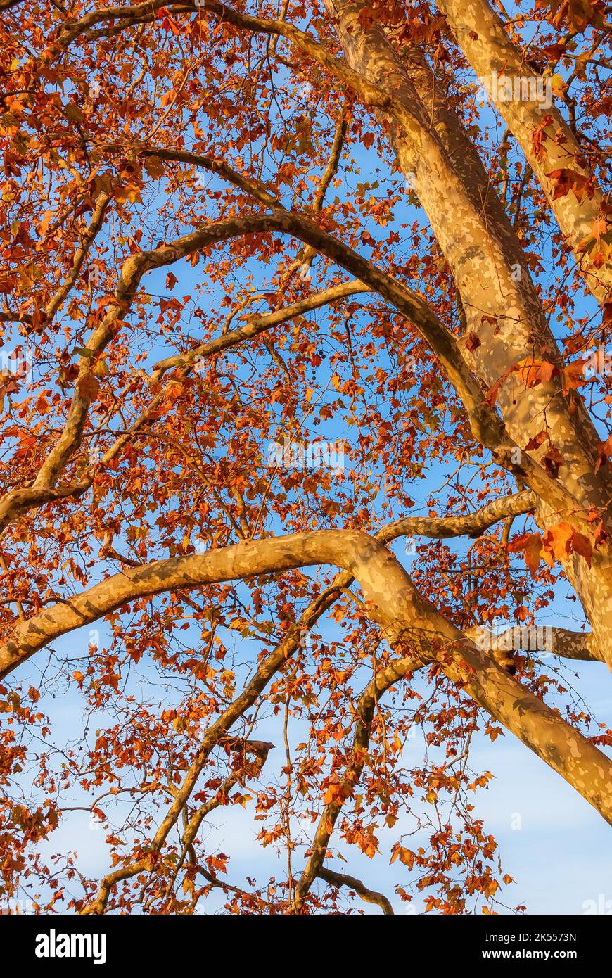 Laub und Laubhintergrund Stockfoto