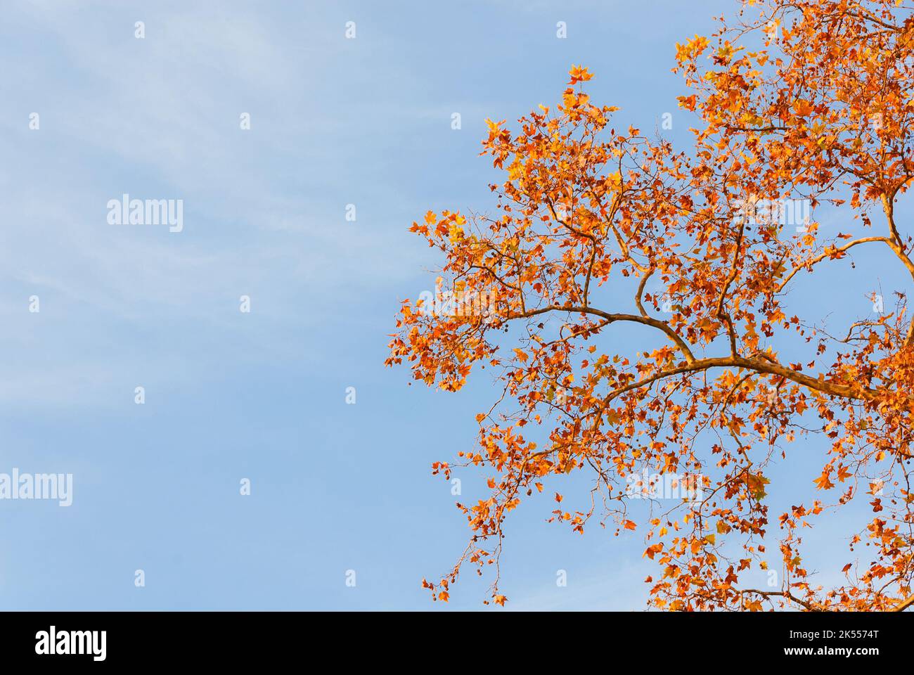Herbstlicher und belaubter Hintergrund. Platanen-braune, orange, gelbe und rote Blätter bei Sonnenuntergang (mit Kopierfläche) Stockfoto
