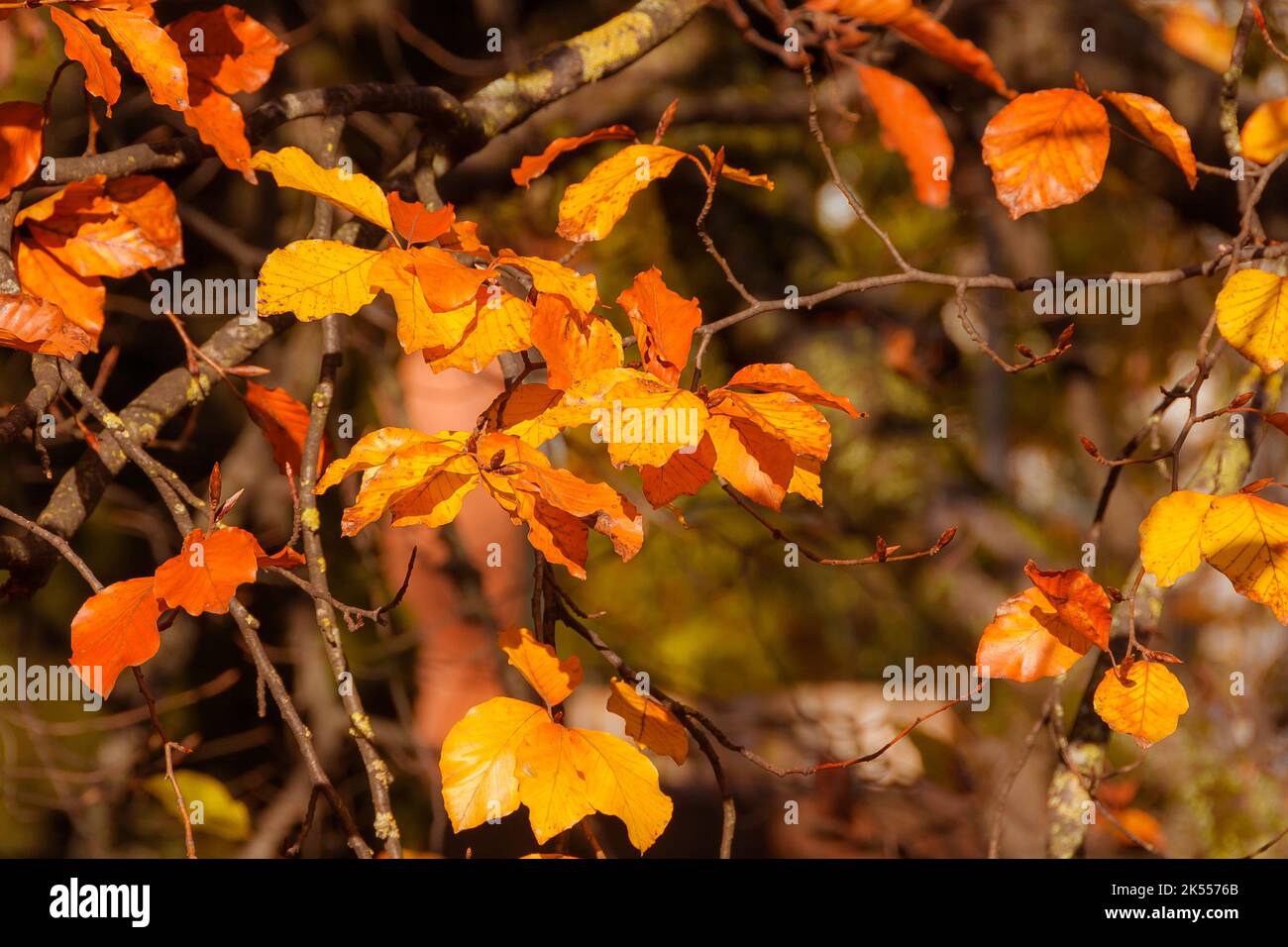 Herbstliche goldene und orange Blätter und Laub als Hintergrund Stockfoto