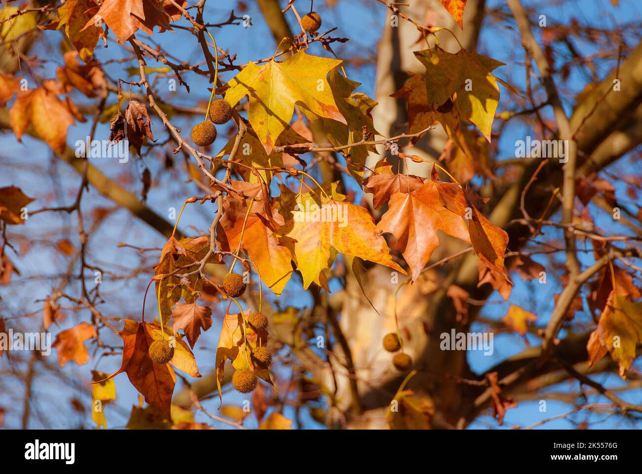 Herbstlicher und belaubter Hintergrund. Der Herbst kommt, die Platanenblätter werden von grün zu gelb, braun und orange Stockfoto