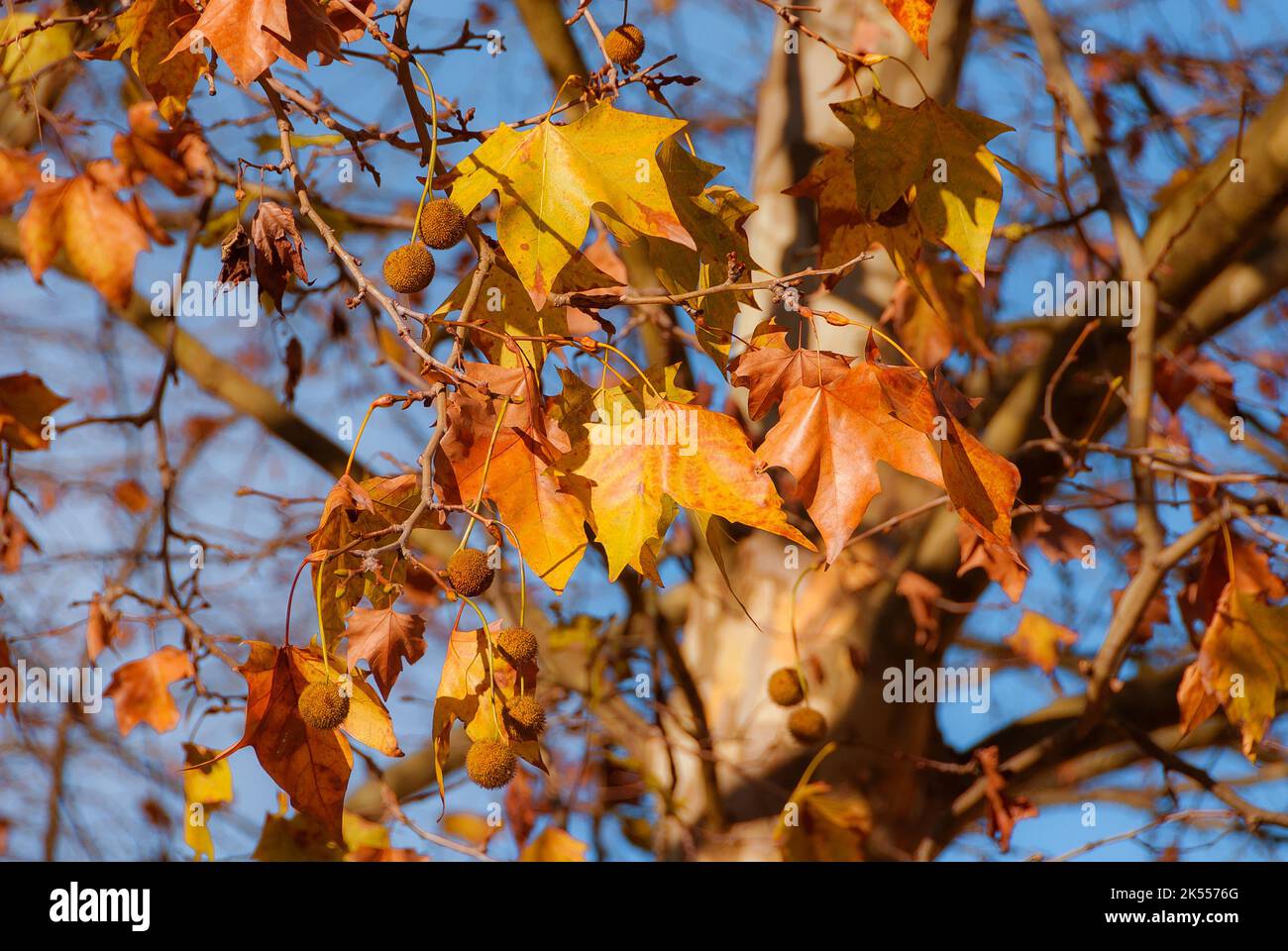 Herbstlicher und belaubter Hintergrund. Der Herbst kommt, die Platanenblätter werden von grün zu gelb, braun und orange Stockfoto Herbstlicher und belaubter Hintergrund. Der Herbst kommt, die Platanenblätter werden von grün zu gelb, braun und orange Stockfoto