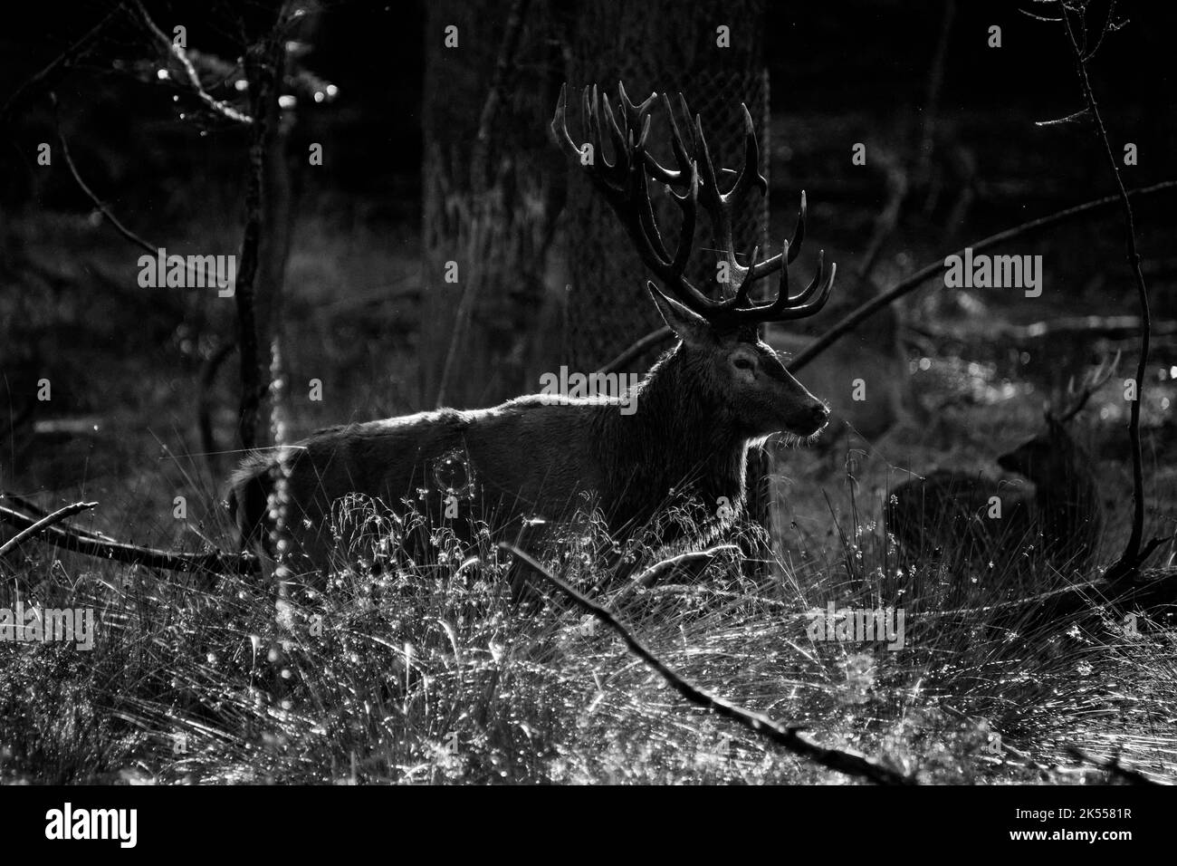 Hirsch mit großem Geweih im Wald Stockfoto