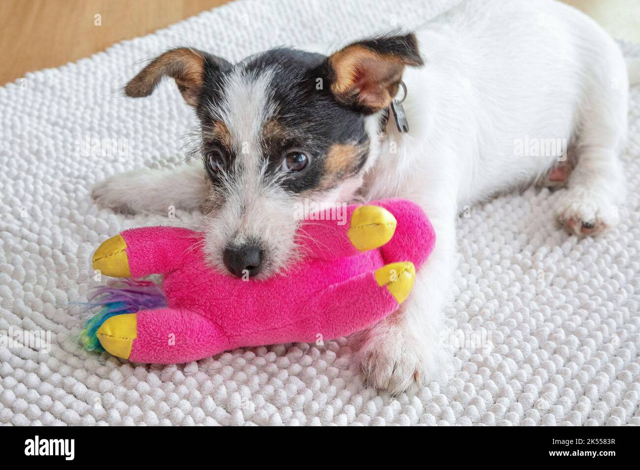 Drei Monate alter Jack Russell Welpe Hund spielt mit einem rosa Plüschtier Stockfoto