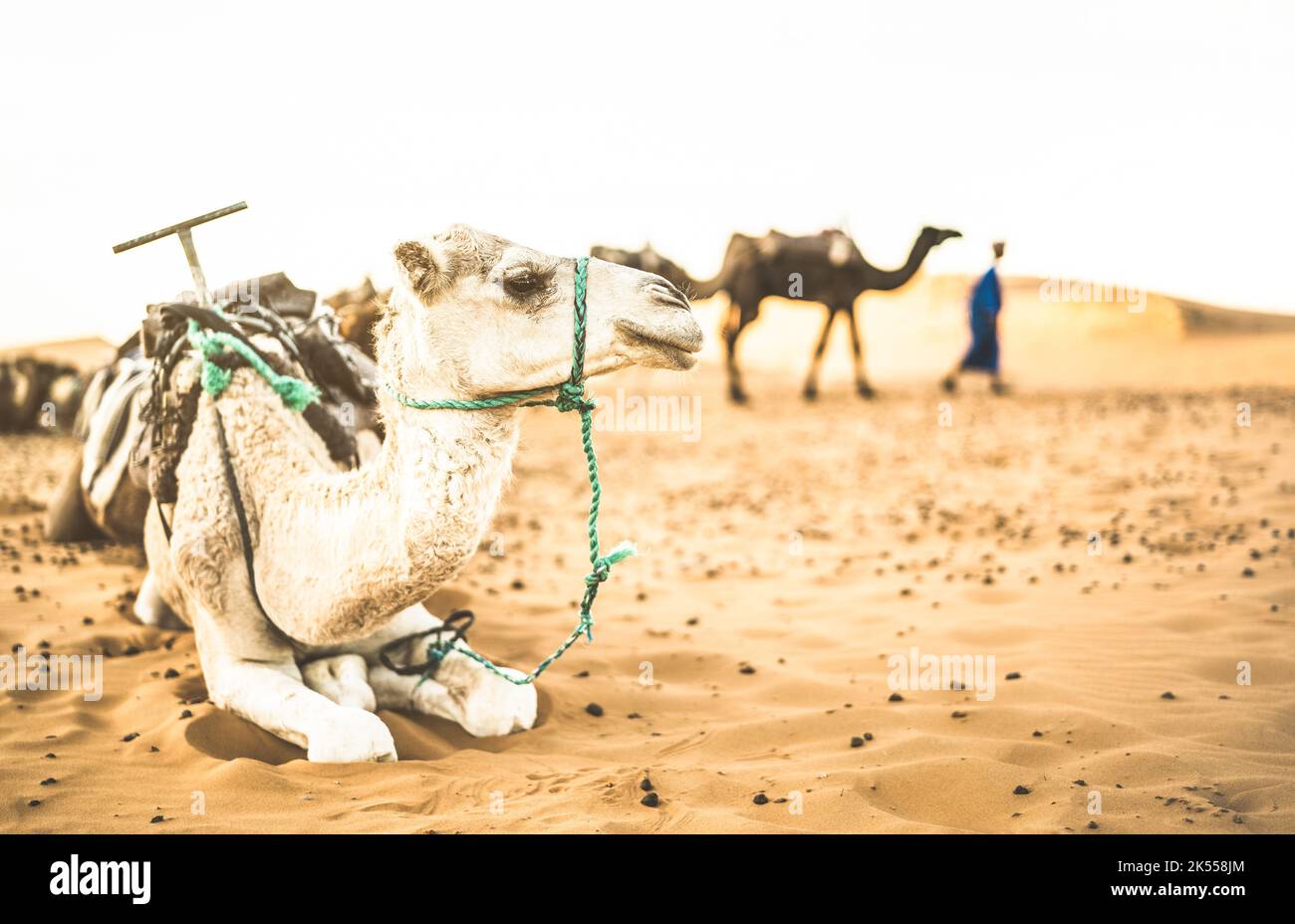 Gezähmte Dromedare Ruhe nach Wüstenritt Ausflug in Merzouga Gebiet in der Nähe von Erg Chebbi Dünen am Anfang der Sahara in Marokko - Reise Wanderlust conce Stockfoto