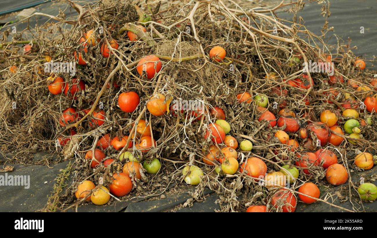 Verfaulte Tomaten Haufen Schimmel Pilze Bauernhof Landwirtschaft Abfall bio verworfen organisch Fäule Rost Gemüse Pflanze schimmelig Anbau muffig rostig Gewächshaus Moos Detail Stockfoto