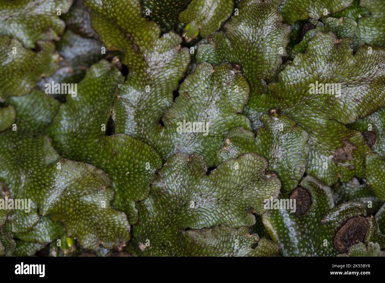 Kegelkopf-Lebermoos, Kegelkopfmoos, echtes Kegelkopfmoos, Kegelkopfmoos, Conocephalum conicum, Duftende Leberblümchen, große duftende Leberblümchen, s Stockfoto