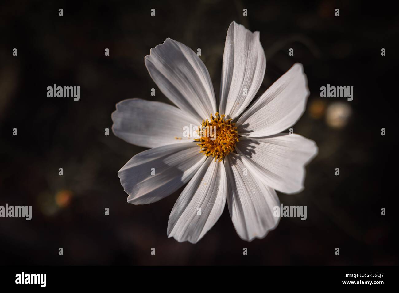 Nahaufnahme von Sonata White oder Cosmos Bipinnatus in voller Blüte, beleuchtet durch Sonnenlicht vor einem dunklen, unscharfen Hintergrund. Makrofotografie mit Blumen Stockfoto