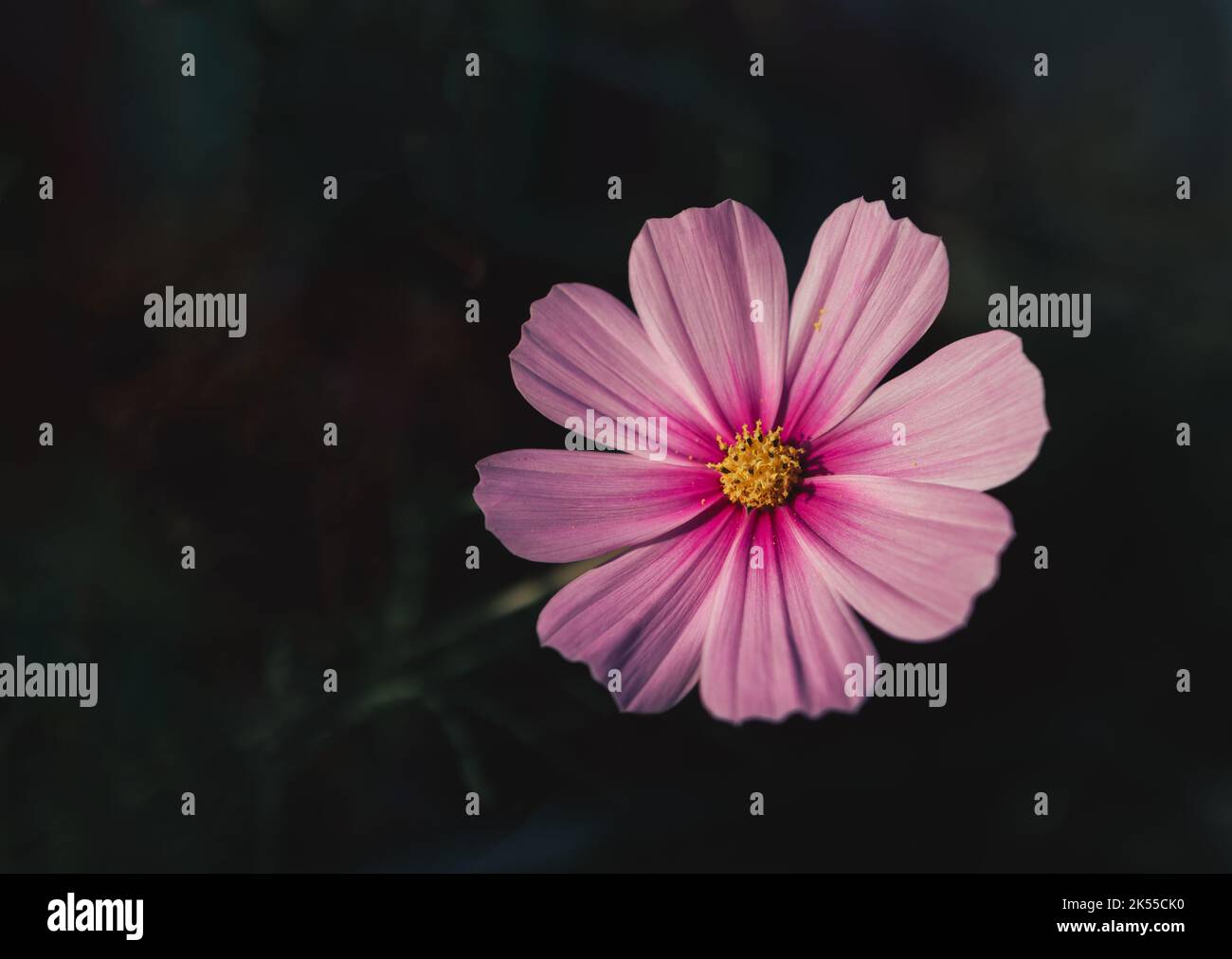 Nahaufnahme von Sonata Pink Blush oder Cosmos Bipinnatus in Blüte vor einem dunklen, unscharfen Hintergrund. Blumen-Makro-Fotografie in stimmungsvollen Tönen und Kopierraum Stockfoto