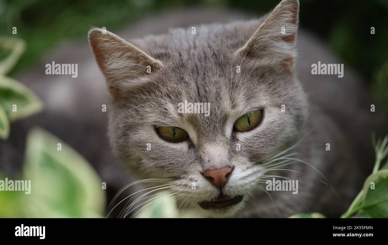 Schöne graue Katze mit leuchtend grünen Augen im Gras Stockfoto