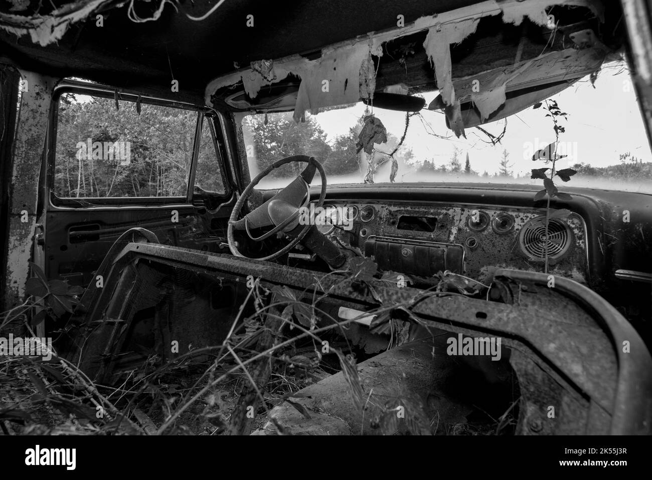 Schwarz-Weiß-Ansicht in einem verlassenen alten Auto. Es ist ein A-Trümmerhaufen, und Pflanzen wachsen im Inneren. Der Schwerpunkt liegt auf dem Lenkrad. Stockfoto