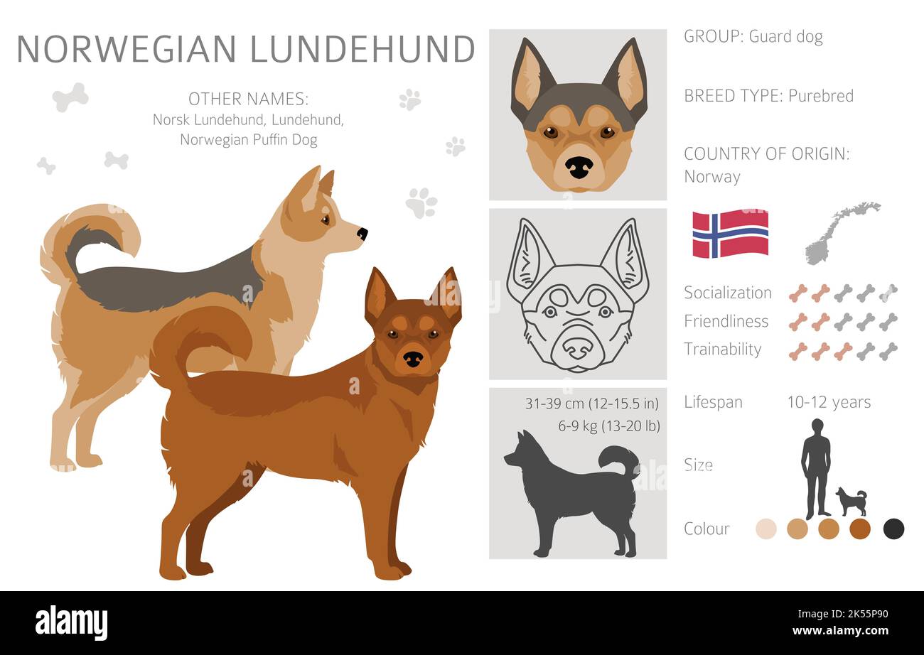 Norwegischer Lundehund Clipart. Alle Fellfarben eingestellt.; Alle Hunderassen Merkmale Infografik. Vektorgrafik Stock Vektor