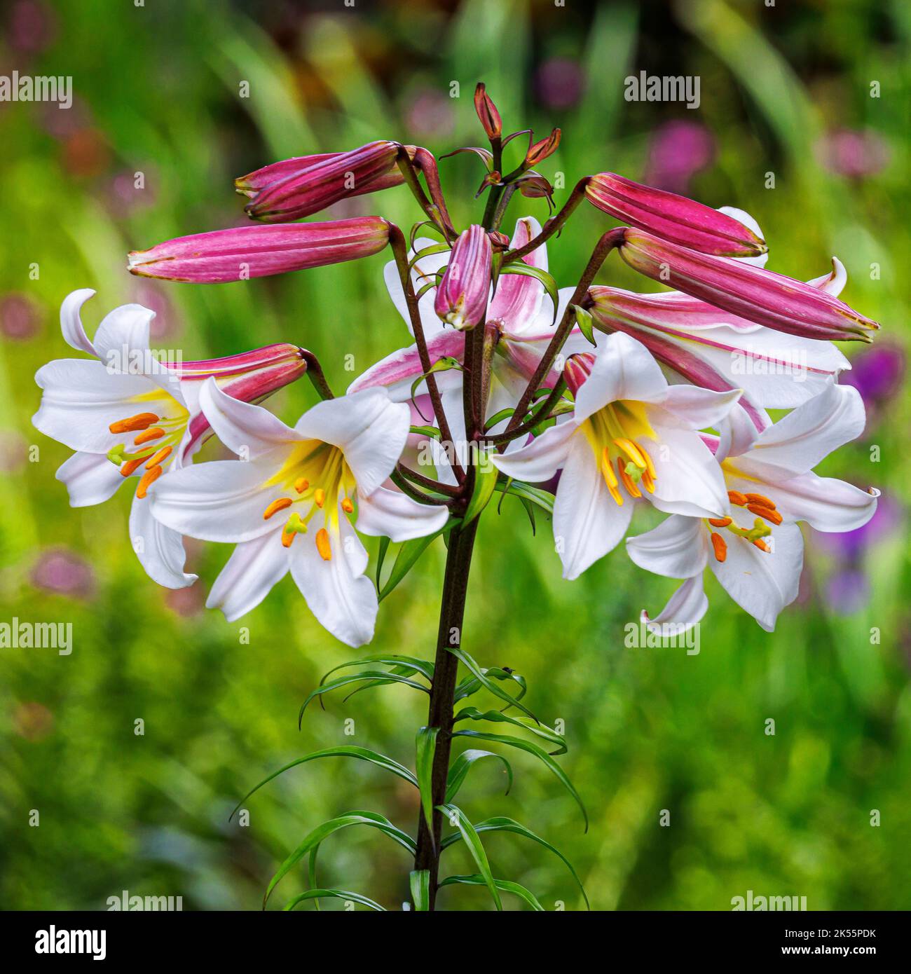 Lilium Regal in den Aberglasney Gardens Stockfoto