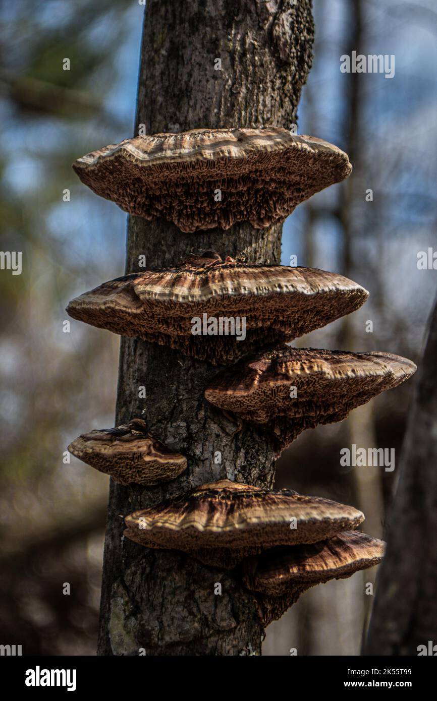 Eine vertikale Aufnahme von Polypore-Pilzen auf einem Baum unter Sonnenlicht Stockfoto