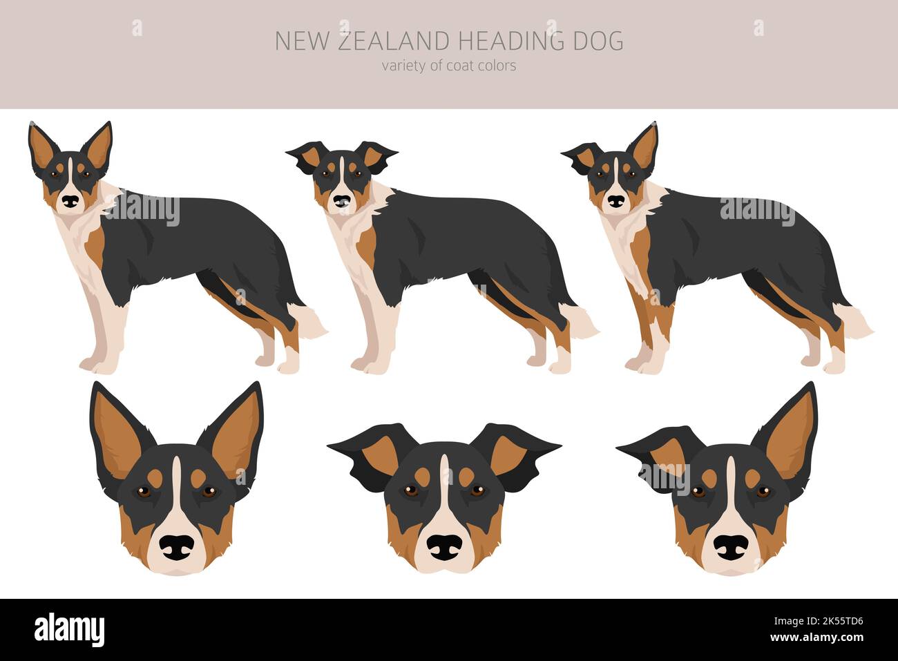 Neuseeland heading Dog Cliparts. Alle Fellfarben eingestellt.; Alle Hunderassen Merkmale Infografik. Vektorgrafik Stock Vektor