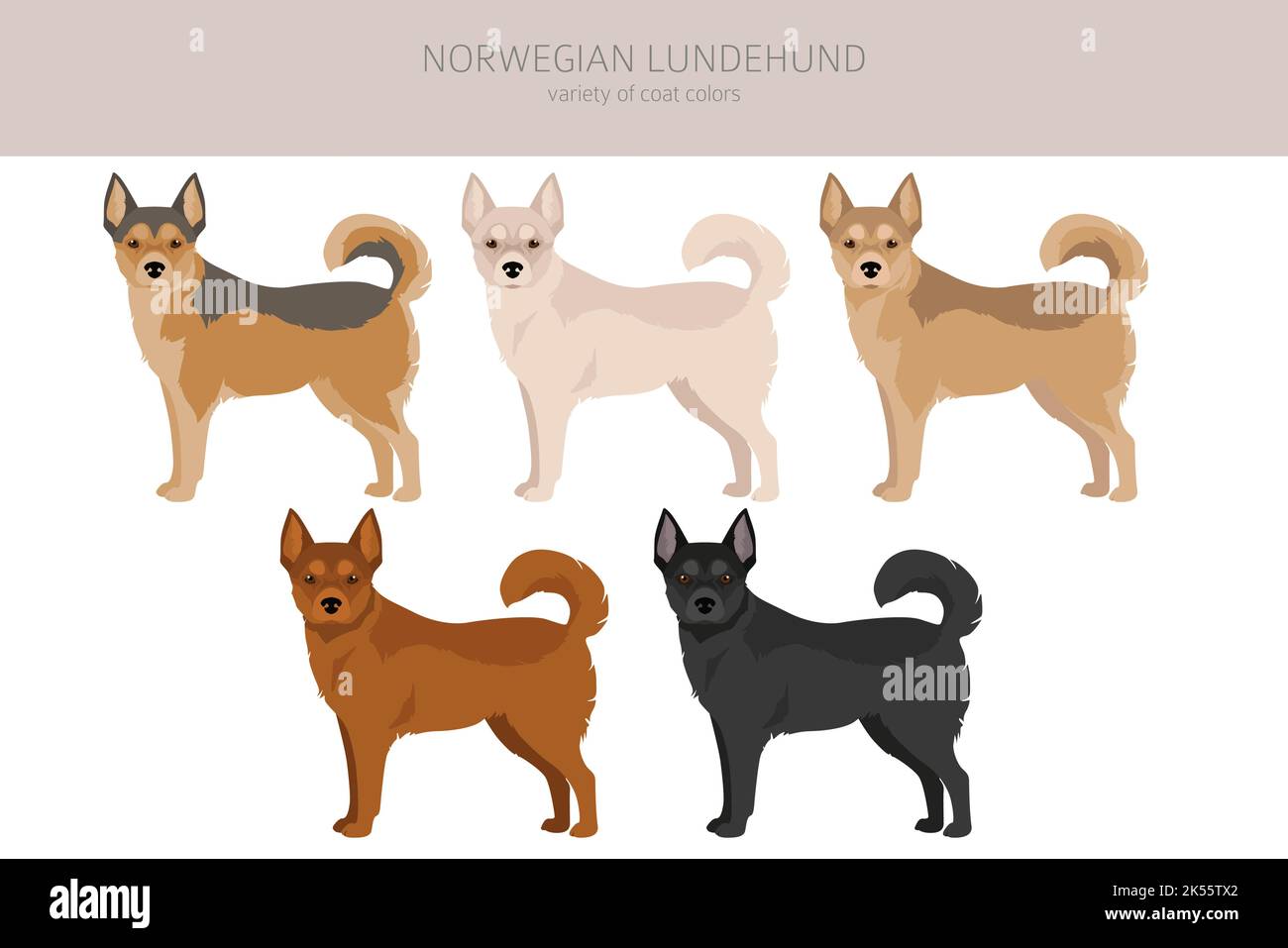 Norwegischer Lundehund Clipart. Alle Fellfarben eingestellt.; Alle Hunderassen Merkmale Infografik. Vektorgrafik Stock Vektor