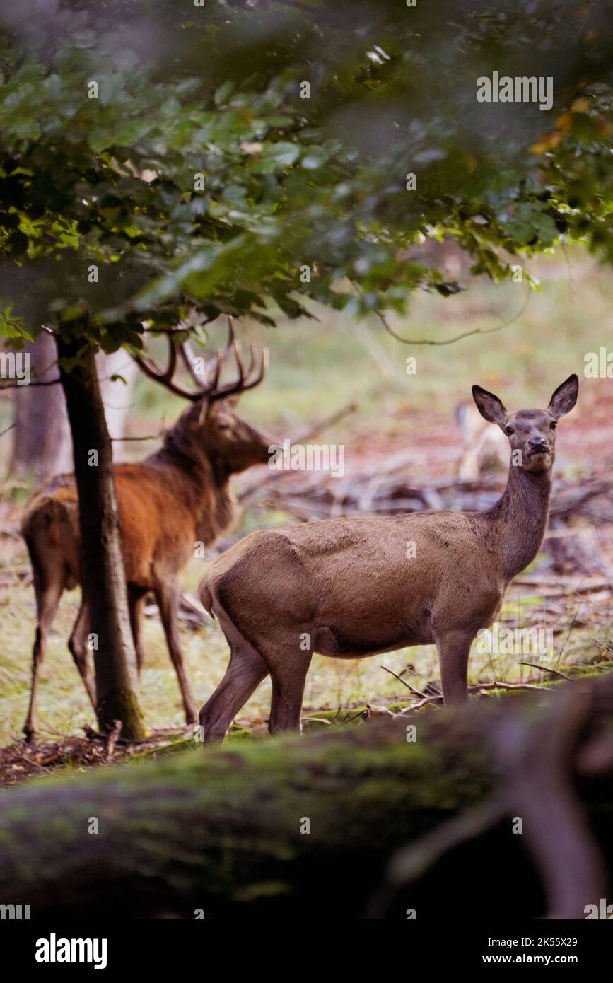Hirsch mit großem Geweih im Wald Stockfoto