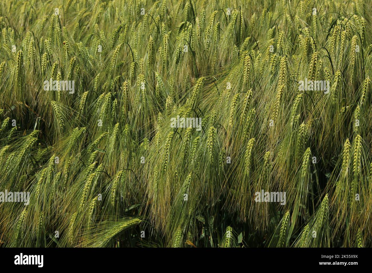 Grünes Weizenfeld im Hochsommer. Nahaufnahme der Spitzen der Stiele. Weizen, Getreide oder Getreidestruktur oder Hintergrund. Wunderschöne, gesunde landwirtschaftliche Bild Stockfoto