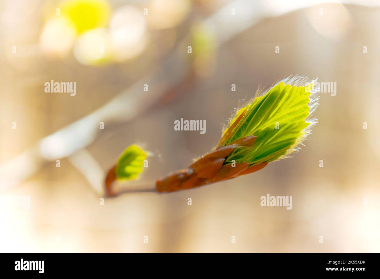 Der erste Frühling Blätter und Sonnenlicht, natürlichen Hintergrund Stockfoto