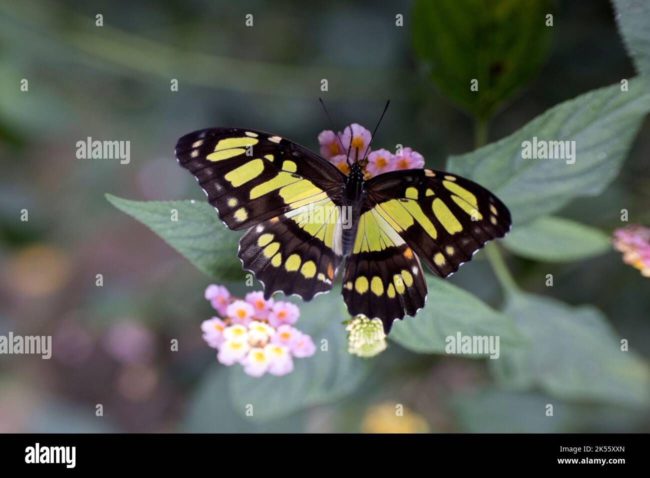 Gelber und schwarzer Malachitschmetterling Siproeta stelenes ist ein neotropischer, bürstenfüßiger Schmetterling (Familie Nymphidae) Stockfoto