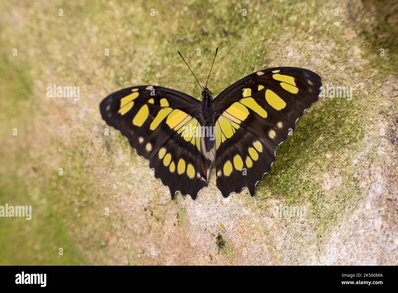 Gelber und schwarzer Malachitschmetterling Siproeta stelenes ist ein neotropischer, bürstenfüßiger Schmetterling (Familie Nymphidae) Stockfoto