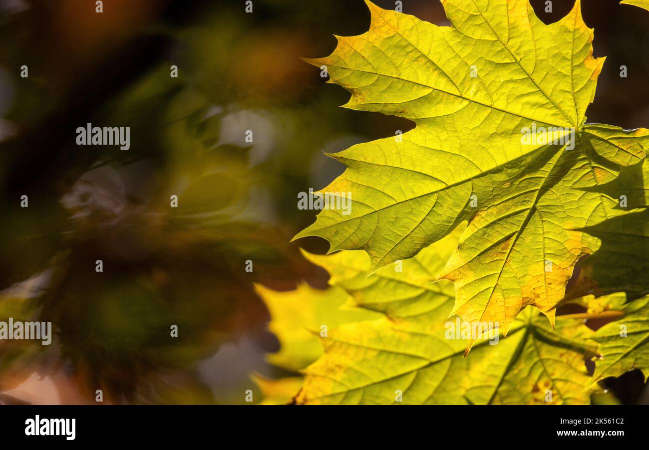 Herbstliches saisonales Bild von goldenen Blättern, die ihre Farbe ändern und im Wind wehen, britische Natur Stockfoto