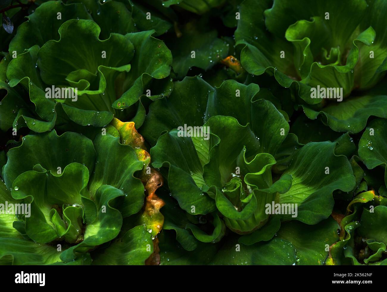 Hintergrund der Wasserhyazinthe Stockfoto Hintergrund der Wasserhyazinthe Stockfoto