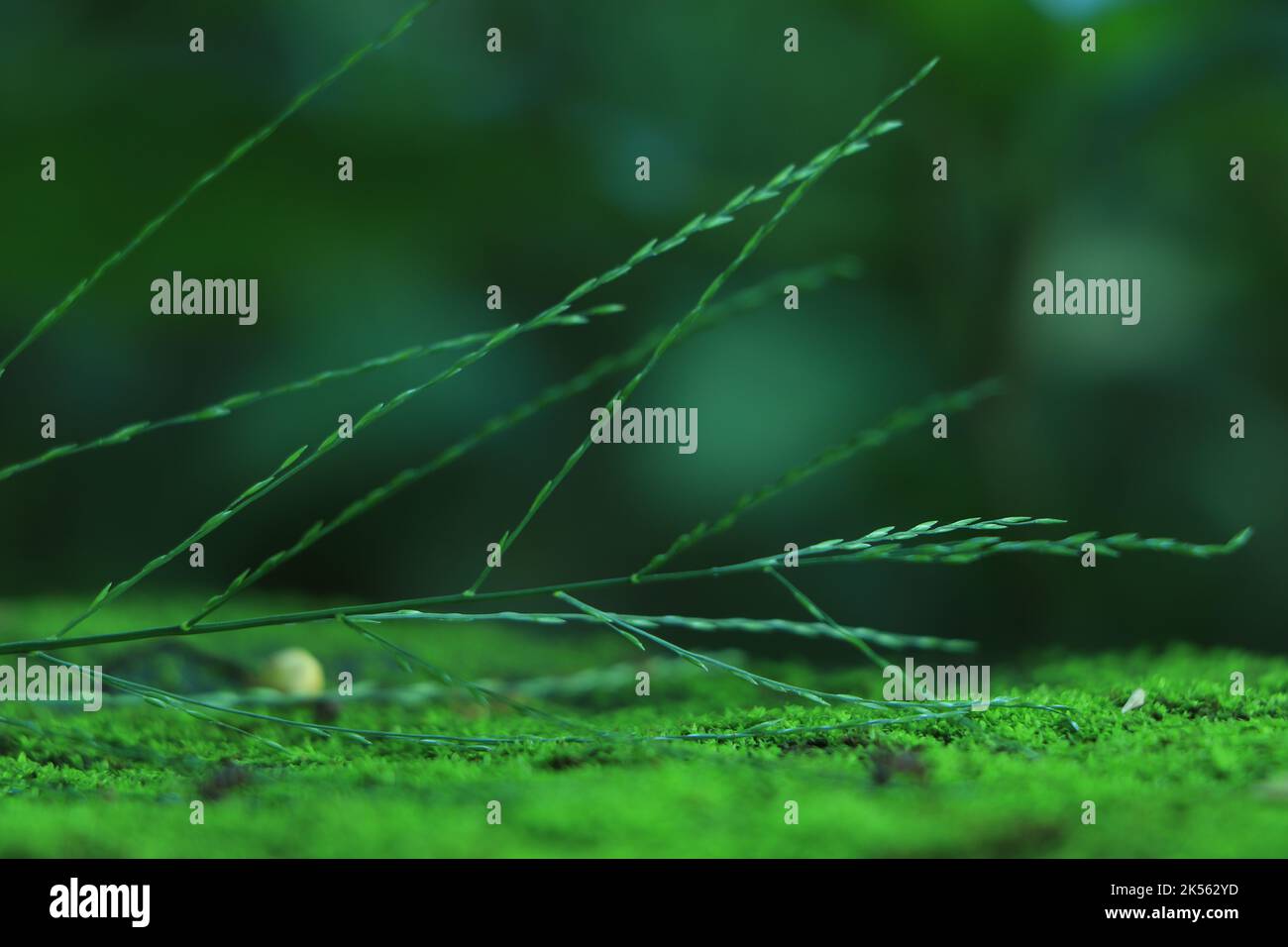 Grünes Gras und Moos im selektiven Fokus im Dschungel mit grünem Hintergrund Stockfoto