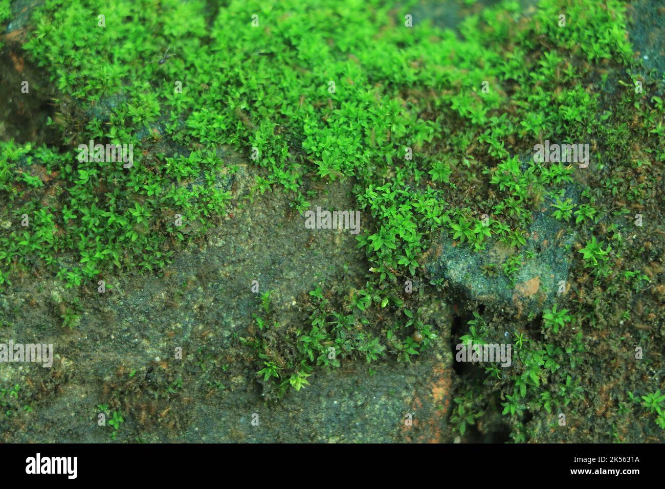Schönes grünes Moos in Nahaufnahme, Moos-Textur, Moos abstrakter Hintergrund. Stockfoto
