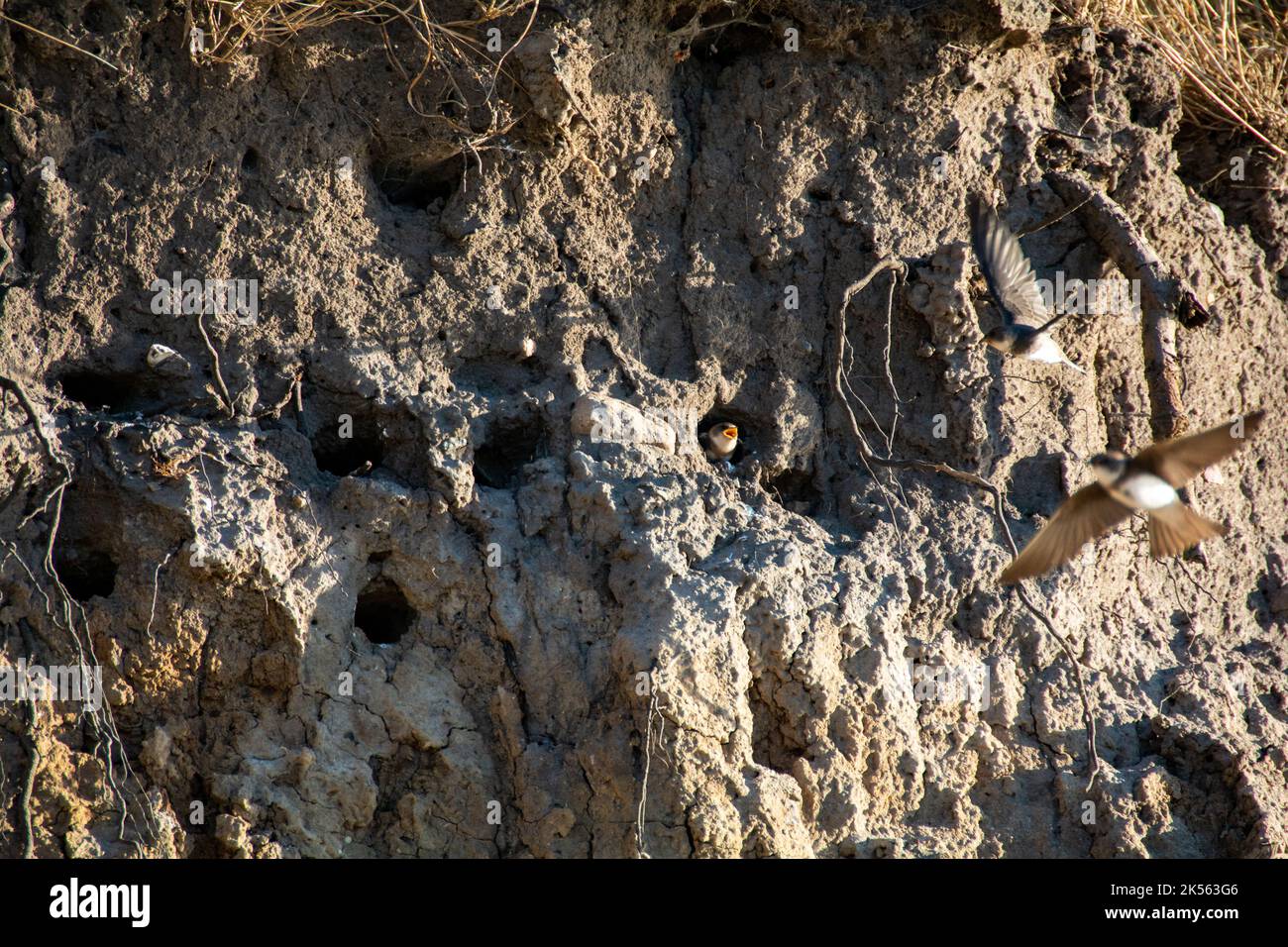 Sand Martins ( Riparia riparia ) Küken in Bruthöhlen auf den Klippen auf der Insel Poel, Deutschland, Ostseeküste Stockfoto