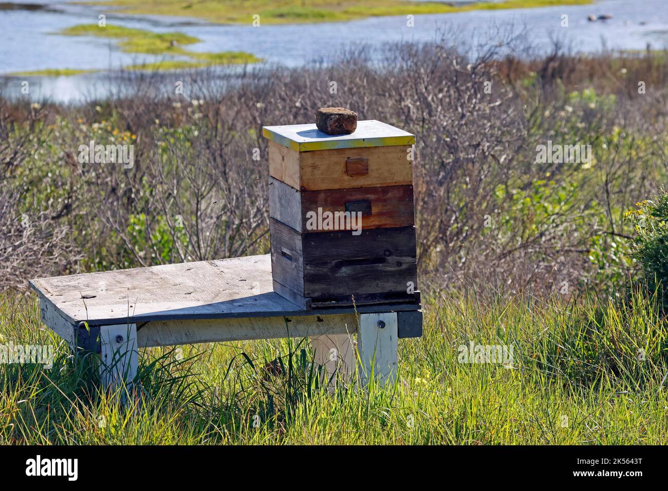 Bee Box auf Intaka Island bei Kapstadt, Südafrika. Stockfoto