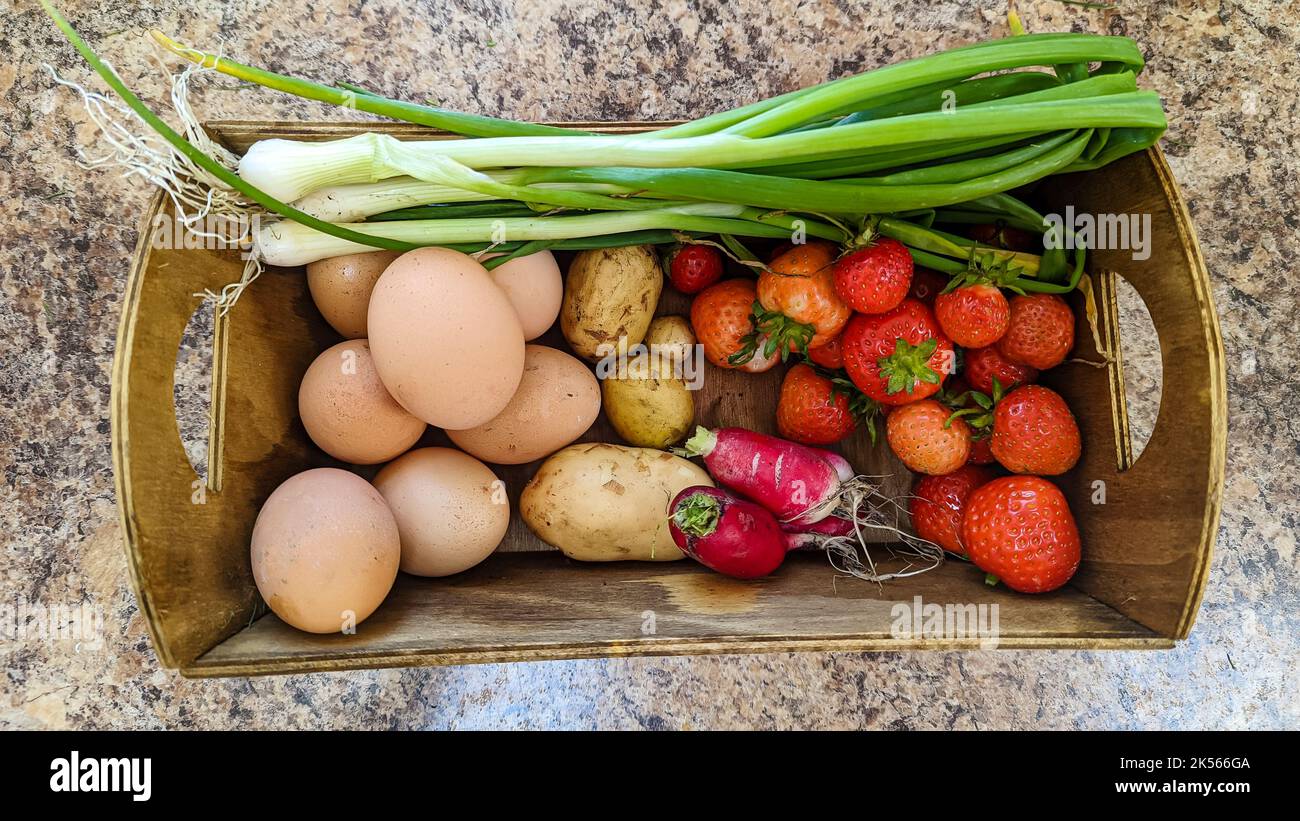 Frühlingszwiebeln, Eier, Kartoffeln, Erdbeeren und Radieschen in einer Holzkiste, die aus einem Marktgarten gesammelt wurde. Stockfoto