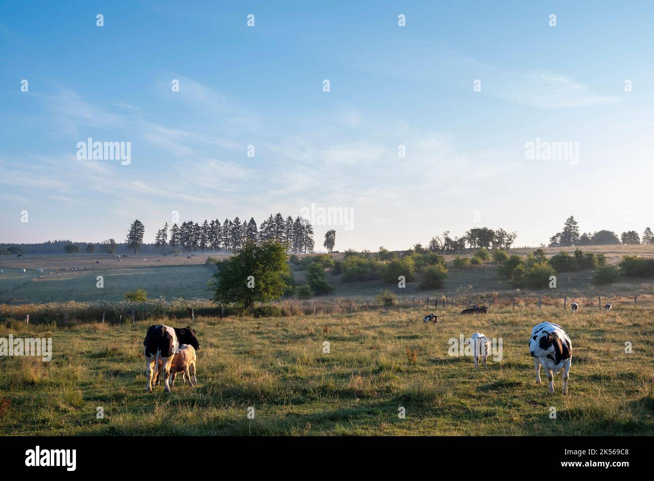 Kühe und Kälber in der frühmorgendlichen Landschaft zwischen sankt Vith und vielsalm in den belgischen ardennen Stockfoto