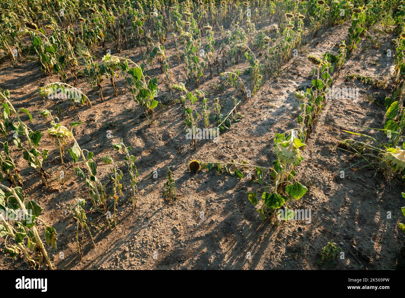 Trockene und trockene Sonnenblumenfelder haben aufgrund der Klimakrise und der Dürre in der gesamten landwirtschaftlichen Welt Probleme verursacht und Produktionskrisen geschaffen. Stockfoto