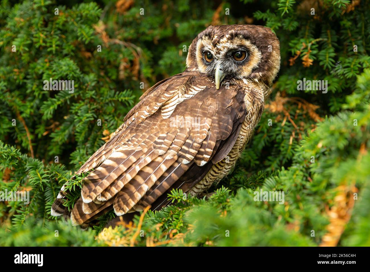 Nahaufnahme einer braunen asiatischen Waldeule, die von einem grünen Eibenbaum mit großen braunen Augen aus beobachtete. Wissenschaftlicher Name: Strix Leptogrammica, Horizontal. Kopieren Stockfoto
