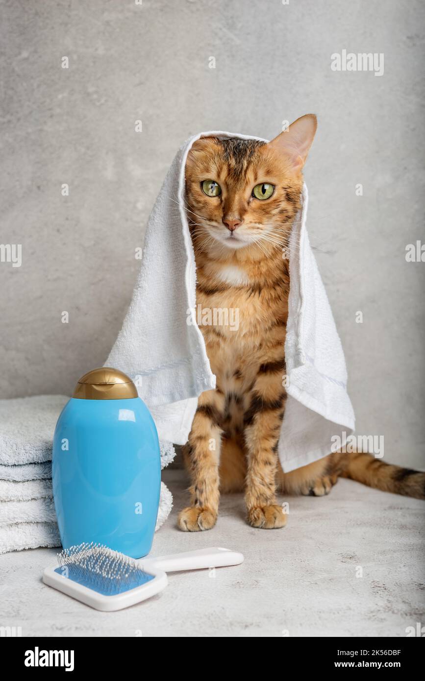 Tierpflege. Niedliche Katze mit Werkzeugen für Tierbaden, Hygiene. Tierpflegesalon. Stockfoto