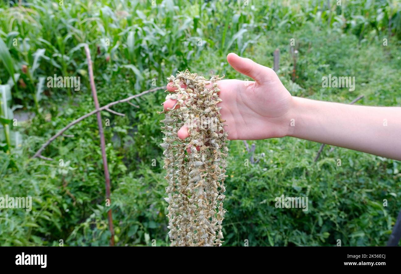 Hand hält Okra im Garten. Stockfoto