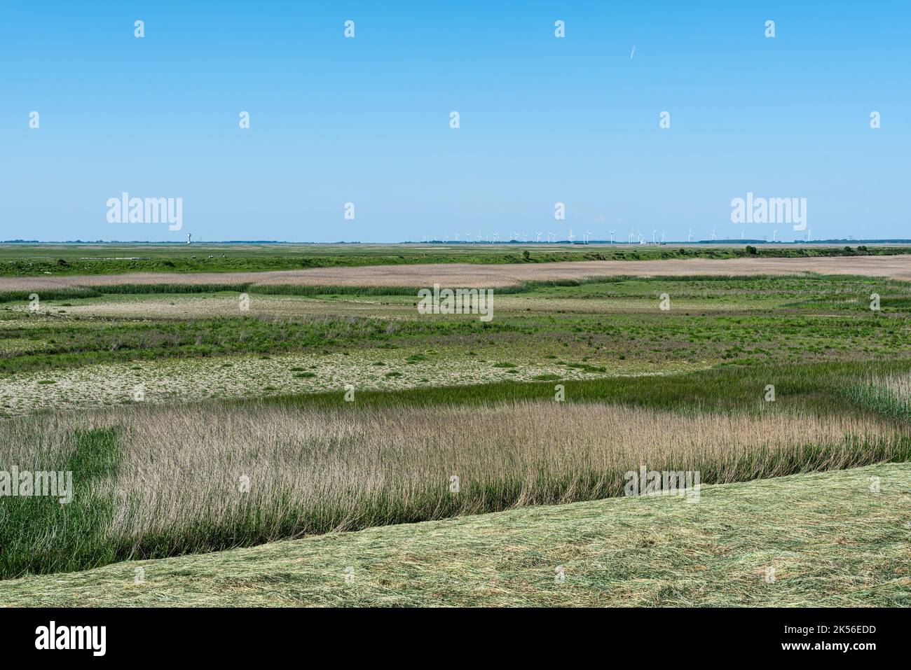 Landwirtschaftliche Felder und Naturschutzgebiet Landschaft mit Bäumen, Gras und Anbau am Saeftingepolder, Belgien Stockfoto