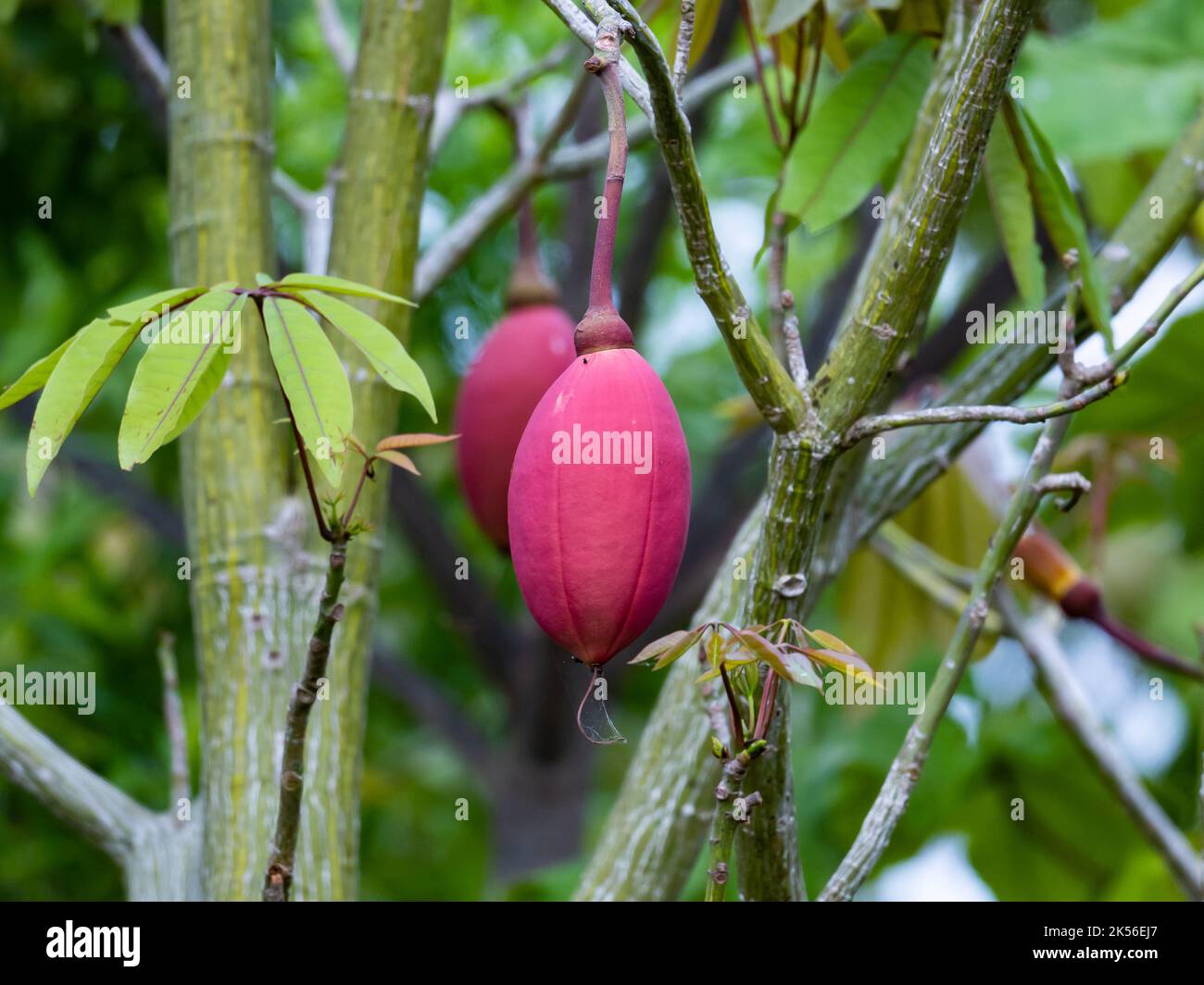 Rote Früchte des Kapok-Baumes (Ceiba pentandra). Amazonas, Brasilien. Stockfoto