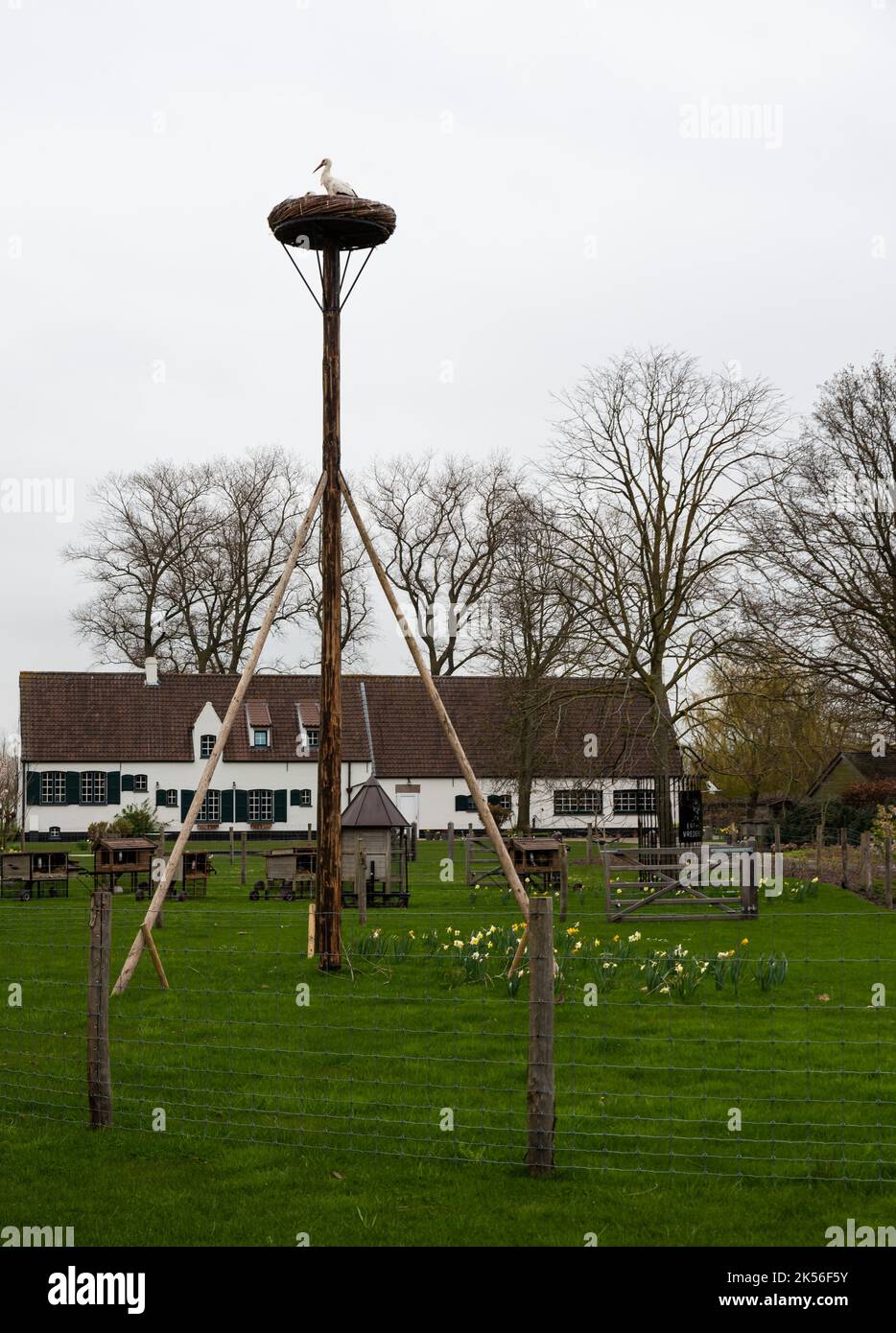 Damme, Flämische Region - Belgien - 04 03 2021 Storchennest vor einer malerischen Dorflandschaft Stockfoto