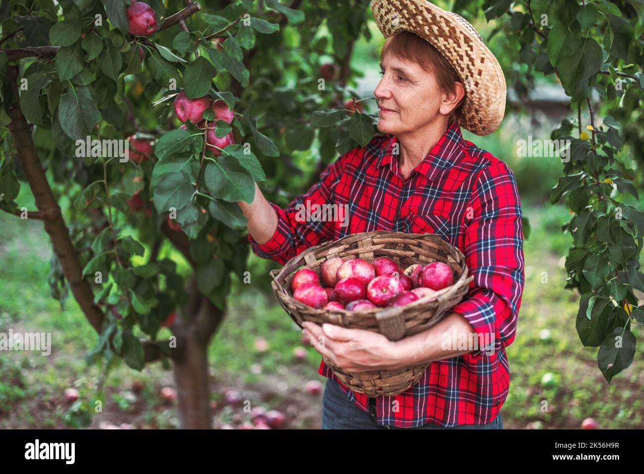 Die Bäuerin im Apfelgarten holt reife Äpfel aus biologischem Anbau vom Apfelbaum und sammelt Früchte in einem Holzkorb voller Apfelernte Stockfoto