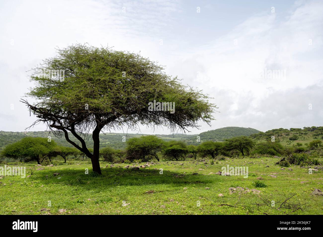 Baobab-Baum auf einer Ebene mit Blick auf die Küste von Salalah, Oman Stockfoto