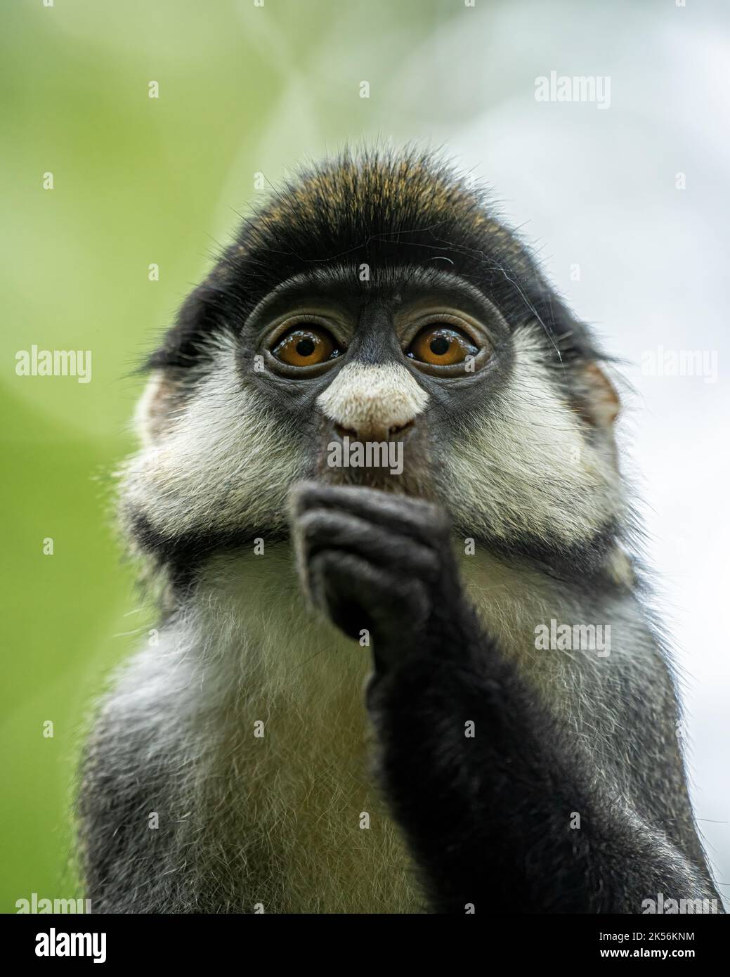 Porträt eines jungen Affen mit rotem Schwanz Stockfoto