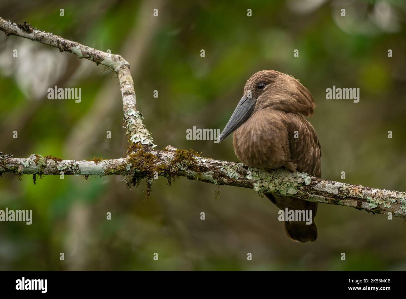 Hamerkop thronte auf einem moosigen Ast Stockfoto