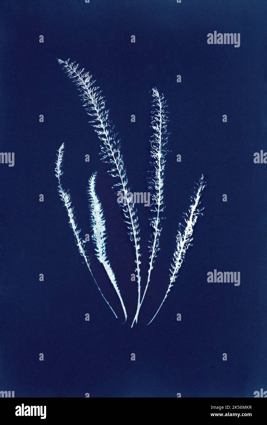 Waldfarne, Cyanotyp, Alternative Photographie-Prozesse Stockfoto