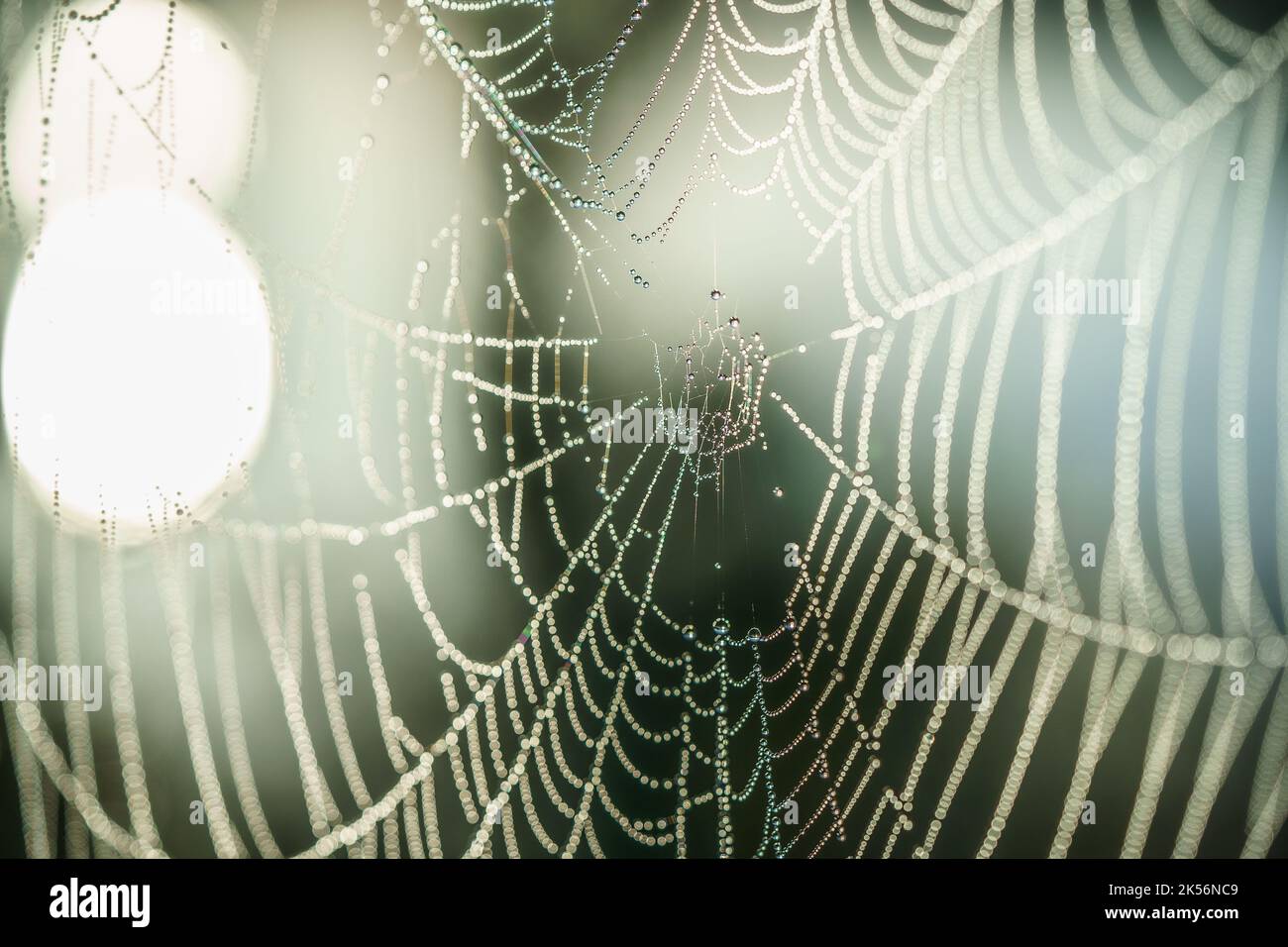 Spinnennetz Details mit Morgentau Tropfen in der Nähe in der schönen Morgenlicht Stockfoto